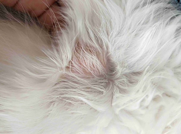 What are the common types of skin diseases in cats? Let’s take a look now!