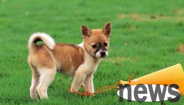 How to detect internal and external parasites of love pets in a timely and effective manner? Come and have a look