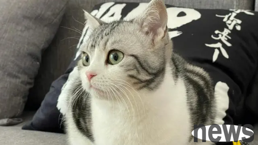 How to treat cats with more tear marks? How to treat cats with tears