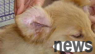 Once you understand canine distemper, you will know how dangerous it is!