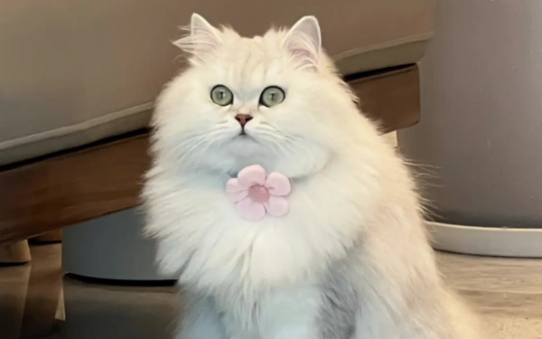What should pregnant cats eat? Can female cats use milk powder to supplement nutrition when they are pregnant?