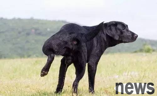 What colors will the dog s urine appear and what diseases do it indicate?