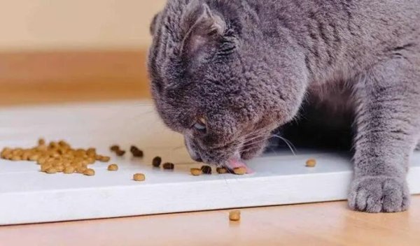 Popular science for cats | Why can’t cats and dogs eat food together?