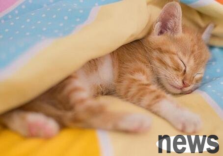 How long can cats sleep every day? About how many times?