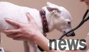 What is canine parvovirus enteritis?
