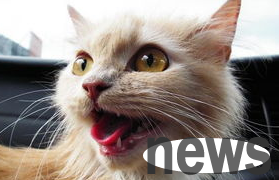 What are the 3 steps for a cat to fall in love with brushing teeth? Why not take a look