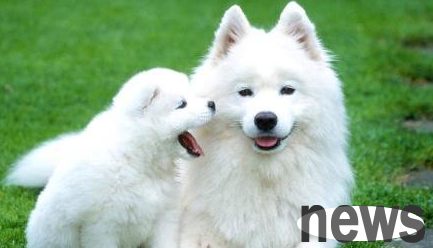 What are the symptoms and prevention methods for dogs’ gastrointestinal bleeding? Come and find out