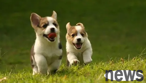 Causes of cystitis in dogs, what are the symptoms of cystitis in dogs?