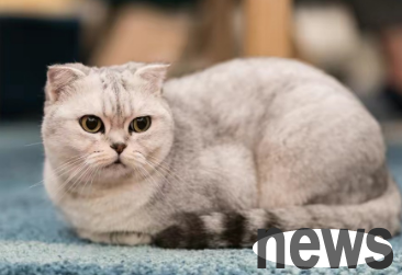 How many days will the cat undergo diarrhea continue when it changes to a new environment