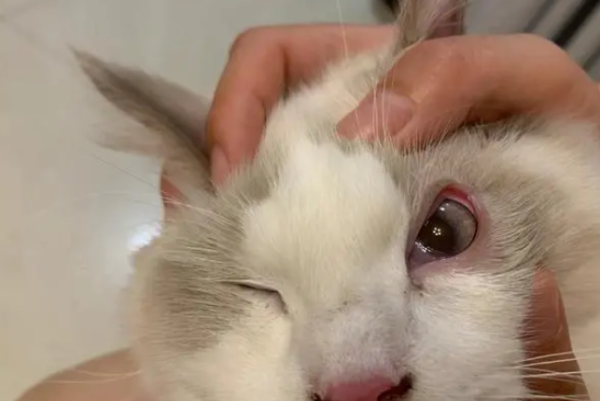 What are the symptoms of conjunctivitis in cats? Come to know quickly