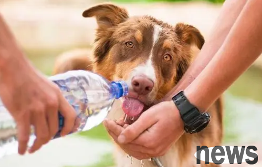 How much water does a dog need per day?