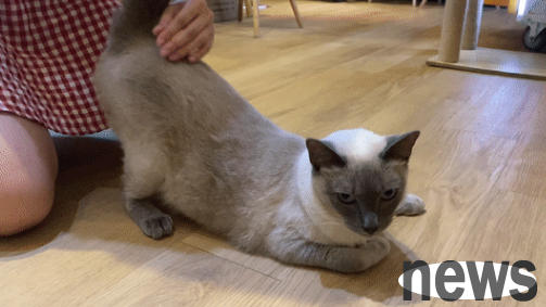 Do you know why cats like to slap their butts? Let s find out