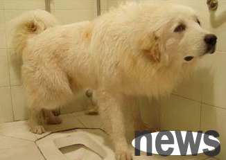Common problems in dog urination and defecation training?