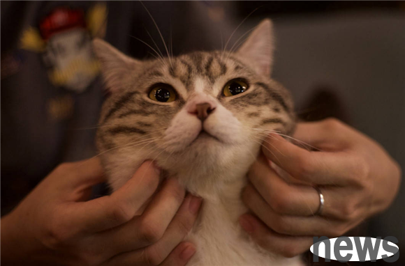 Teach you how to pet cats correctly so that cats fall in love with your hands