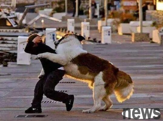 What should I do if a dog beats someone? How to correct it?