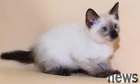 Can I get on the highway by driving with a cat? The shoveler must understand