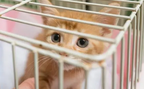 How about raising cats in a cage? Try these methods