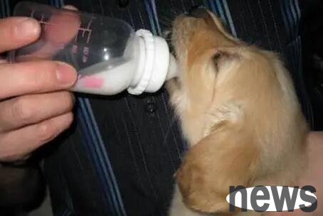 What adverse reactions do dogs tend to have after drinking milk?