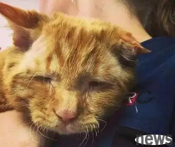 Why did the kitten die suddenly? Let s find out