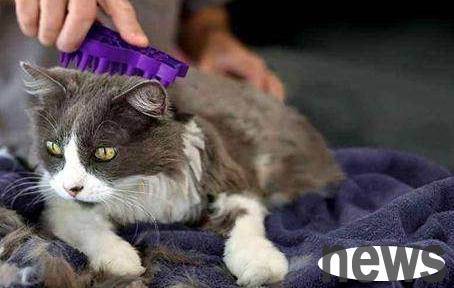 Why does the cat suddenly lose hair? Maybe it s the reason
