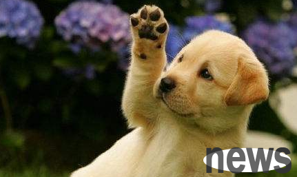 How to cut hair for dogs? 6 tricks to teach you