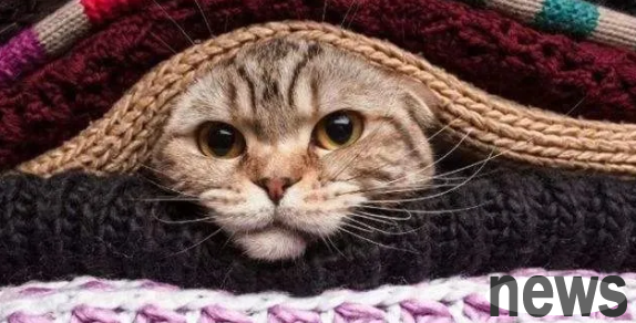 How to keep your cat warm when it’s cold at home? There are many ways
