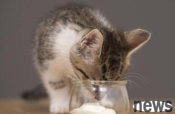 How much is the right cat yogurt to drink a day? If you don t know, come and have a look