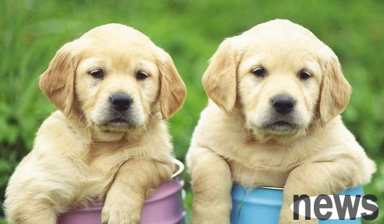 What should I do if my dog has a runny nose?