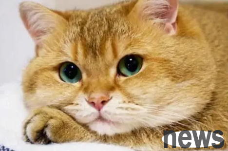 What does cats mean? If you are curious, come and learn about it ~
