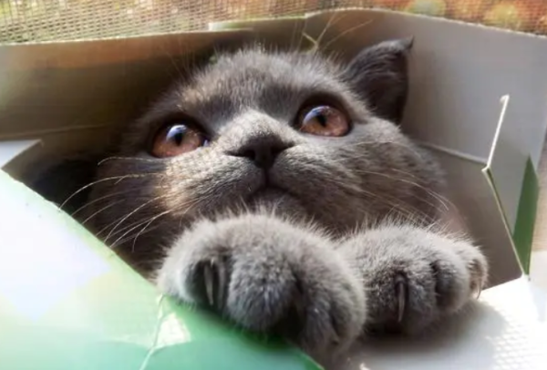 Today s analysis, why can a kitten huddle in a box?