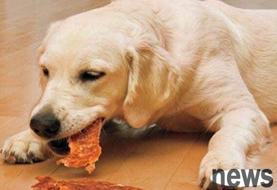 How can puppies be very prone to oral odor? What to do if you have bad breath? Teach you multiple ways to deal with it