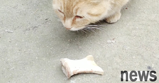 Why don’t cats eat bones? How to deal with it?