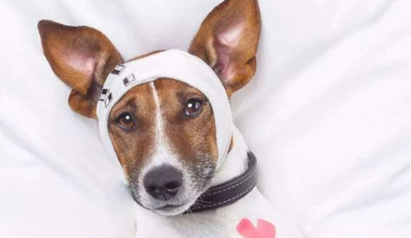 These 7 main manifestations of dogs are calling for help from you~