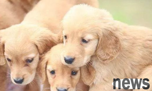 Why are dogs  hair becoming lighter and shallower? Check out this article