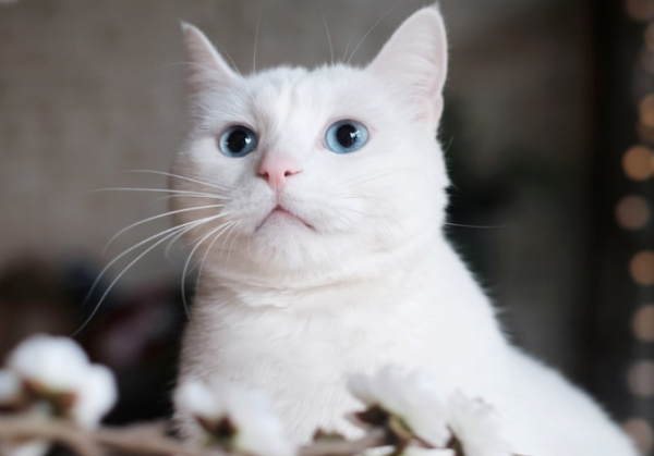 What should be a 3-month-old cat weigh? Come and get it