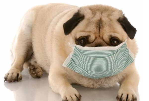 The temperature has become cold, and there are not only people but also dogs.