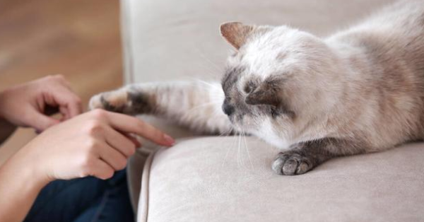 What does a cat rely on to identify its owner? So that s how it is...