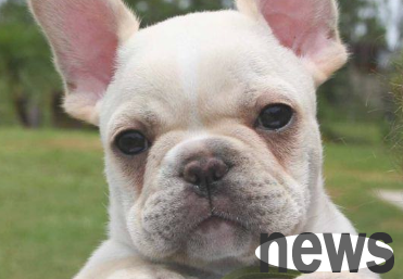 The temperature difference is large in autumn! 5 ways to help your pet dog prevent influenza!