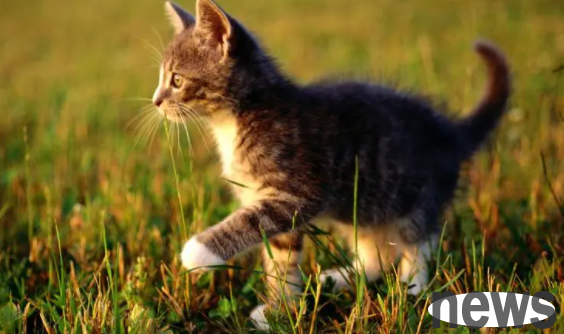Come and learn: Can cats smell e-cigarettes?