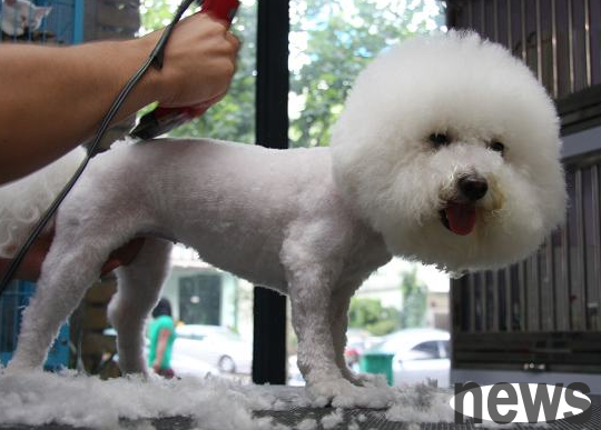 Is shaving dogs really cool down in summer?