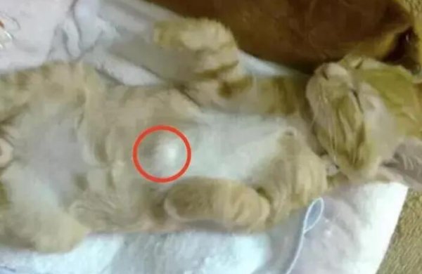 What s going on if there are small bulging meat on the cat s belly?