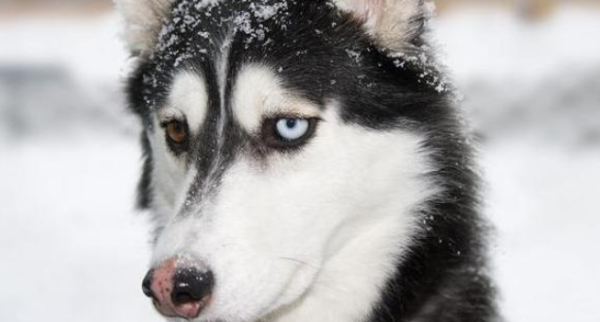 Why are there so many dogs with 