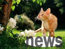 Are cats shedding hair all the time? Come and learn about the cat s hair shedding period~