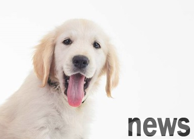 What are the symptoms of puppies suffering from stomatitis?
