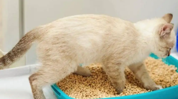 Tips on garbage classification: Which type of garbage classification is cat shit?