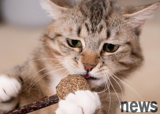 What should I eat for cat hairy balls? Tae shoveler quickly learn!