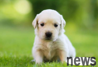 Tips on cute pets: What causes puppies to eat less?