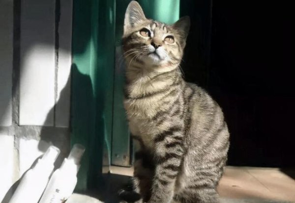 These 5 cats are 