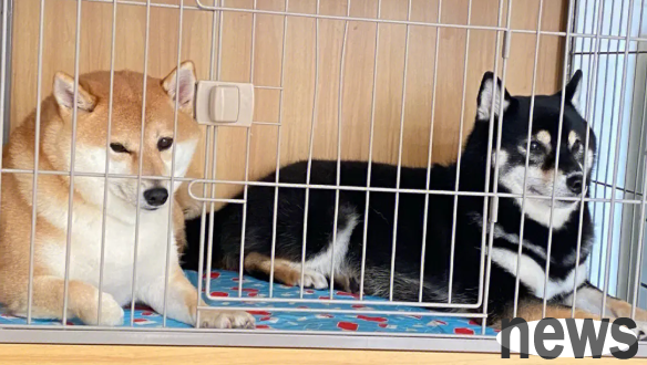 Can t bear to keep a dog in a cage? Then you can t feel these benefits