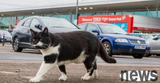 The cow cat successfully got into the supermarket and went to work for 4 years. Not only was it not driven away, but it also became a security guard.